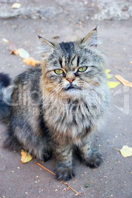Persian cat sitting on the street