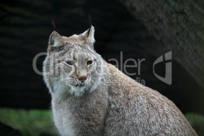 Luchs