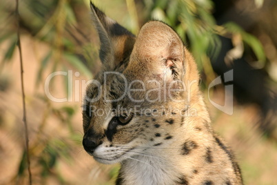 Serval