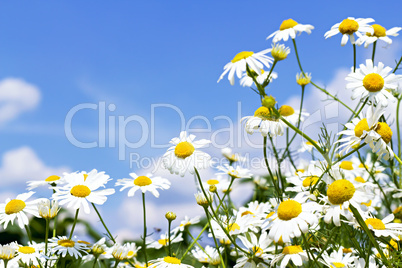 white daisies in the sky