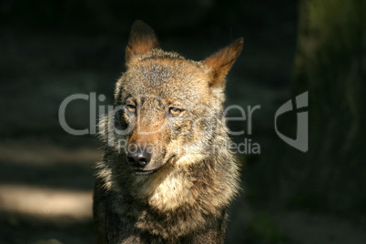 Iberischer Wolf