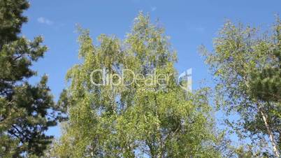 Trees and sky