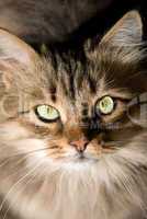 portrait of a beautiful Siberian cat