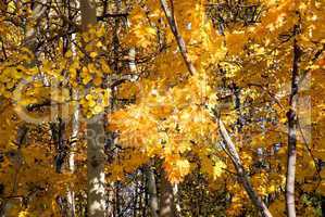 background of yellow autumn leaves