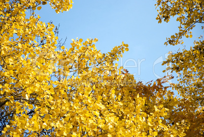 background of yellow autumn leaves