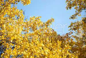 background of yellow autumn leaves