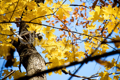 background of yellow autumn leaves