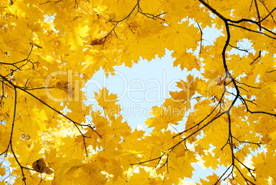 trees in autumn forest