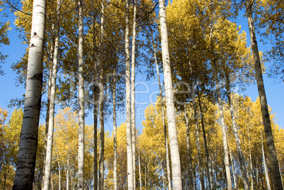 trees in autumn forest