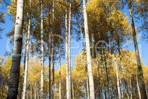 trees in autumn forest