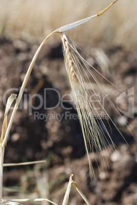 Wheat ears