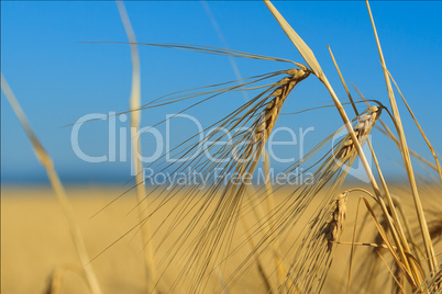 Wheat ears