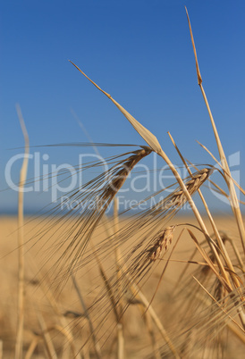 Wheat ears