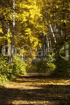 trees in autumn forest