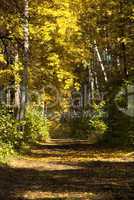 trees in autumn forest