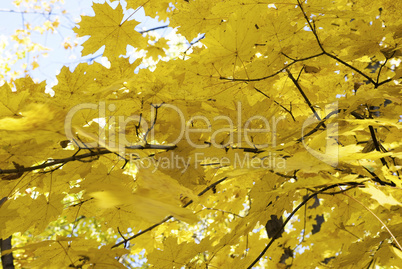 trees in autumn forest