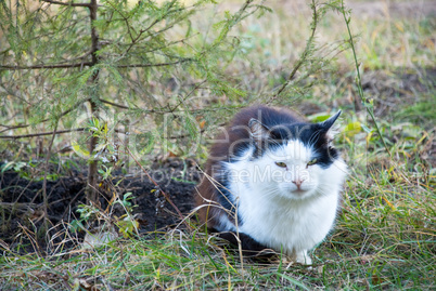 Cat on the nature