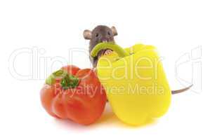 domestic rat and pepper isolated on white