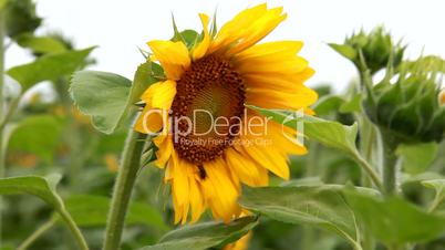 Sunflower field near Berlin