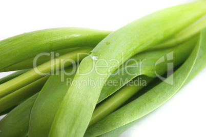 tulips isolated on white