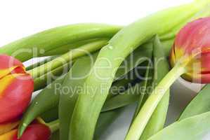 tulips isolated on white