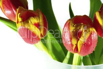 tulips isolated on white