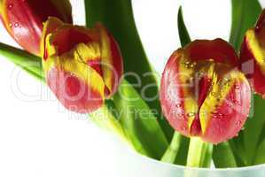 tulips isolated on white