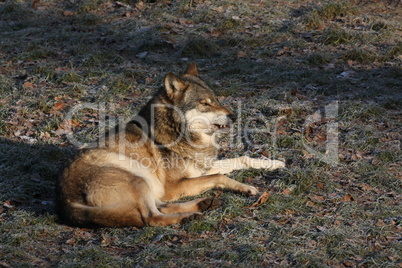 Eurasischer Wolf