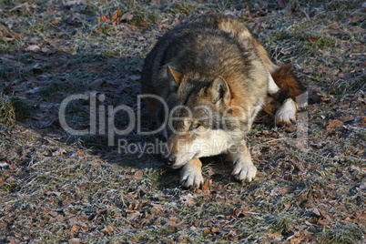 Eurasischer Wolf