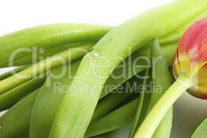 tulips isolated on white