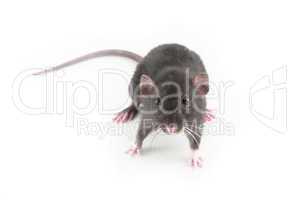 domestic rat isolated on white