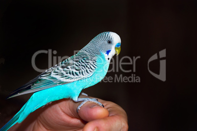 Parrot Sitting on hand