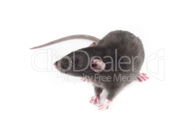 domestic rat isolated on white