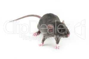 domestic rat isolated on white