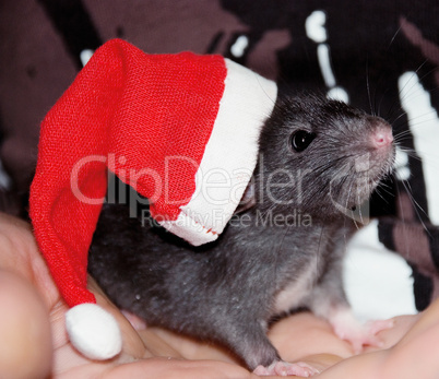 domestic rat in a hat of Santa Claus