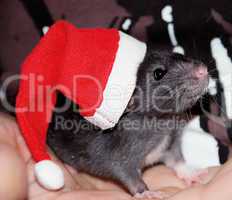 domestic rat in a hat of Santa Claus