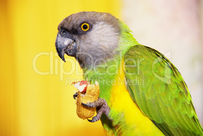 Senegalese parrot with a walnut in the paw