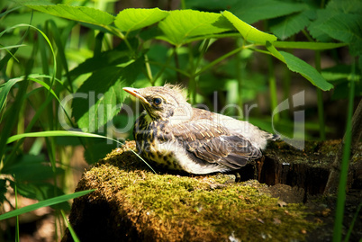 chick sitting on a stump in the woods