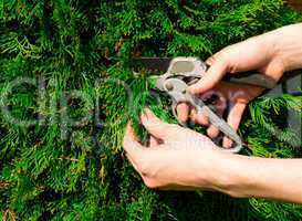 Hands cut green a bush scissors