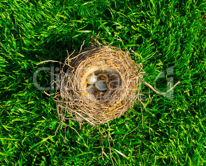 The bird's nest with eggs on a green grass