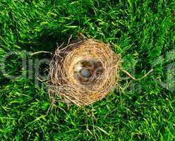 The bird's nest with eggs on a green grass