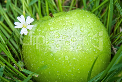 apple and a flower in the green grass