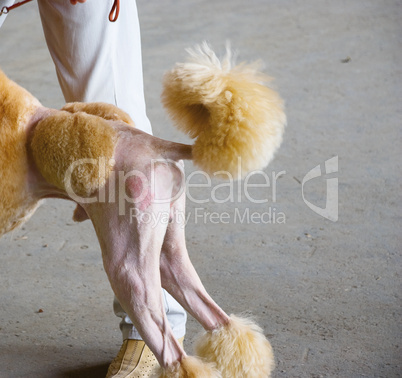 National Dog Show in Samara 06.07.2007