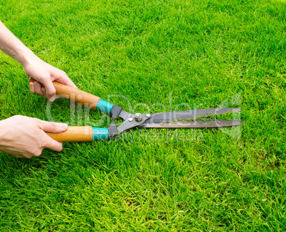 Clippers on the green grass