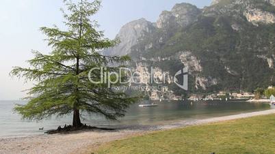 Pine tree by the lake