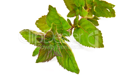 Sprig of green mint