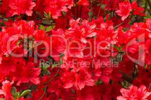 blossoms of azalea