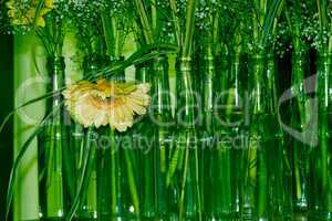 yellow blossom and green bottles