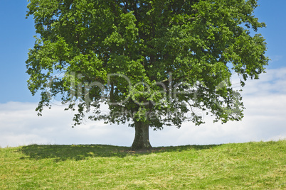 tree green meadow