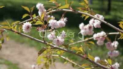 Oriental cherry flower on wind